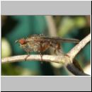 Scatophaga sp - Dungfliege 02a.jpg